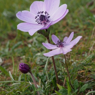 Anemone coronaria